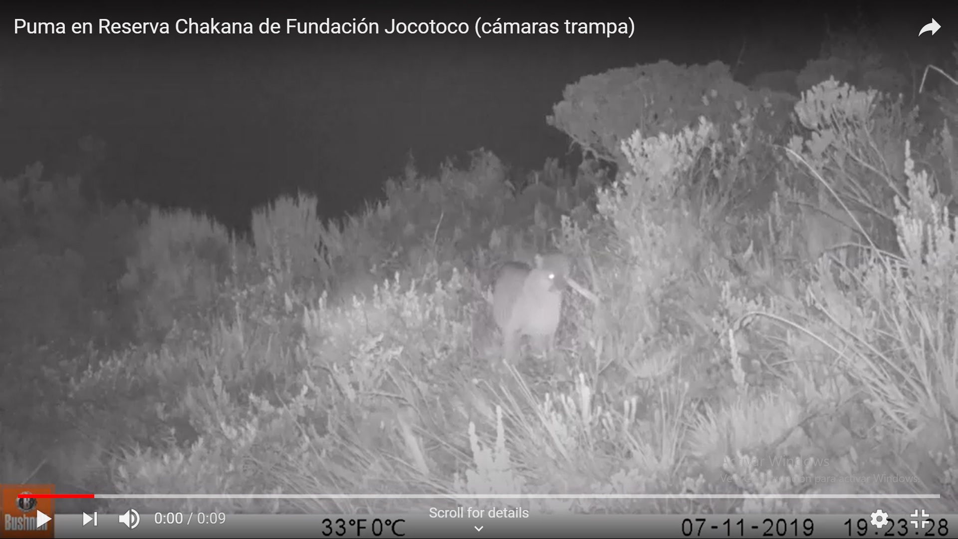 Nuevo visitante en nuestra Reserva Chakana